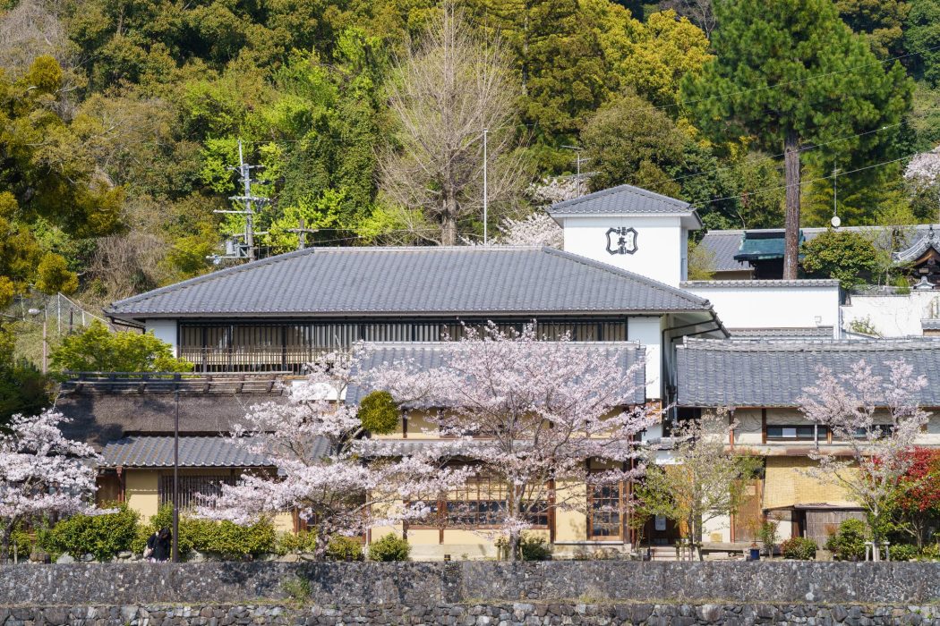 宇治工房と桜