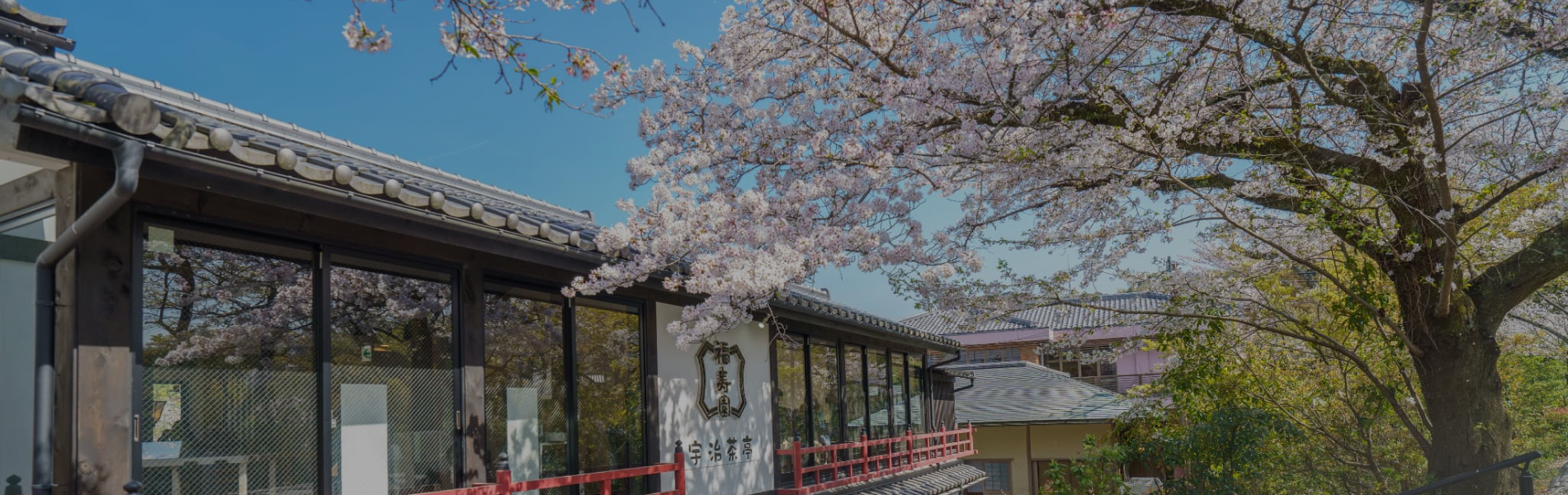 宇治茶亭と桜
